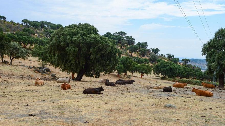 Ganado vacuno en una zona de pastos.