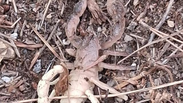 Un alacrán campa a sus anchas cerca del parque.