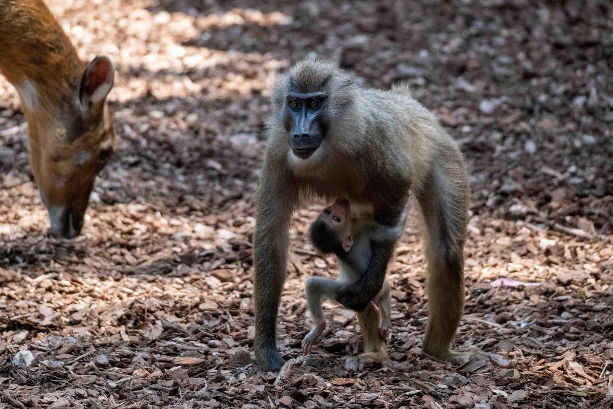 La nueva cría de dril en el BIOPARC