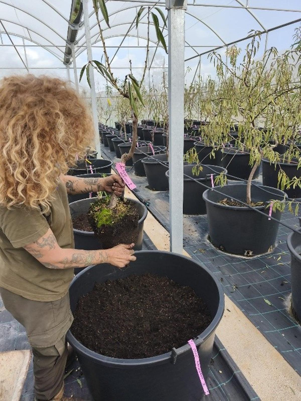 Las variedades de almendro recuperadas en el invernadero de Son Real.