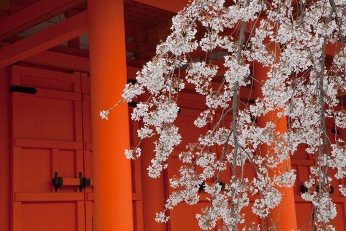 Cerezos en flor en un templo de Kioto.