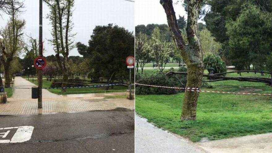 El parque del Tío Jorge se cierra por riesgo de caídas de árboles