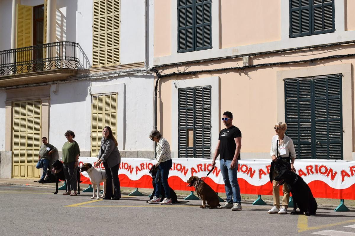Felanitx celebró un concurso de pastores mallorquines en la fuente de Santa Margalida.