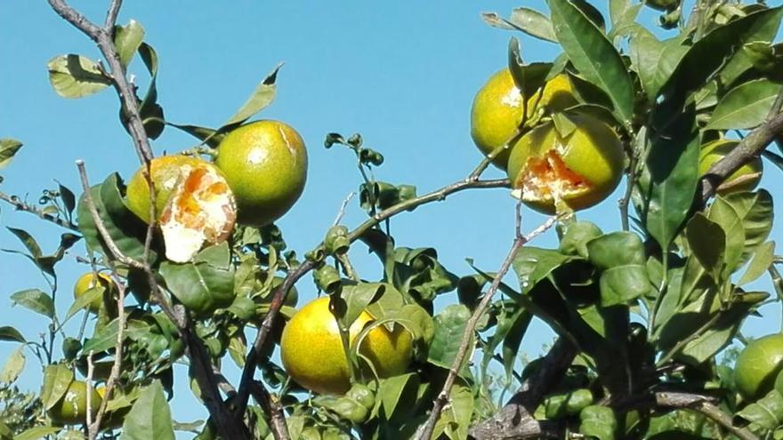 El pedrisco daña el campo