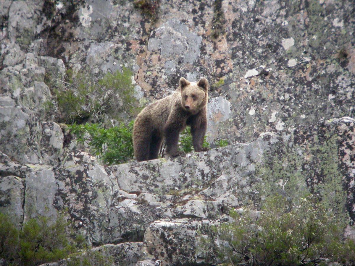 Ejemplar de oso pardo en su hábitat natural