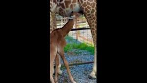Nace una cría de jirafa sin manchas en el zoo de Tenneessee