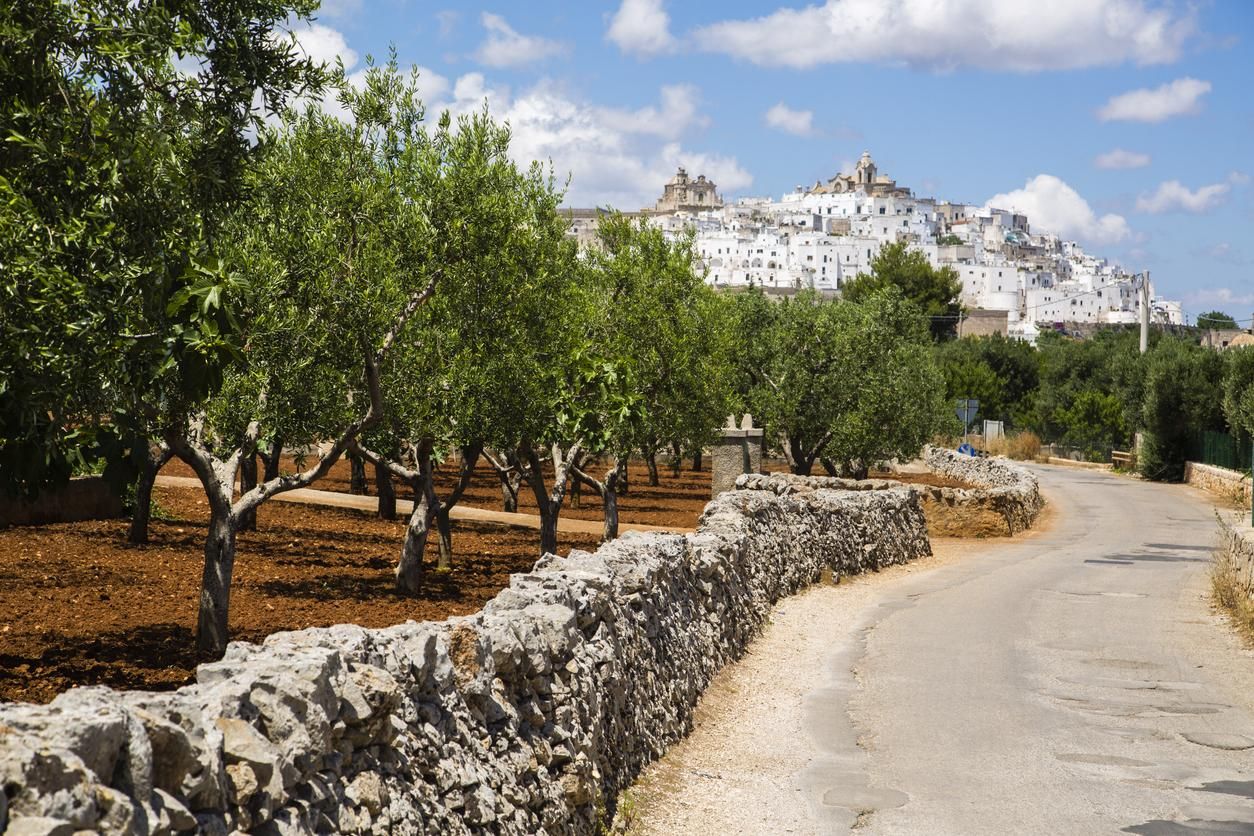 Imagen de olivos en Ostuni.