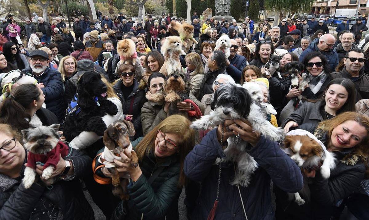 Bendición de animales por San Antón en Murcia
