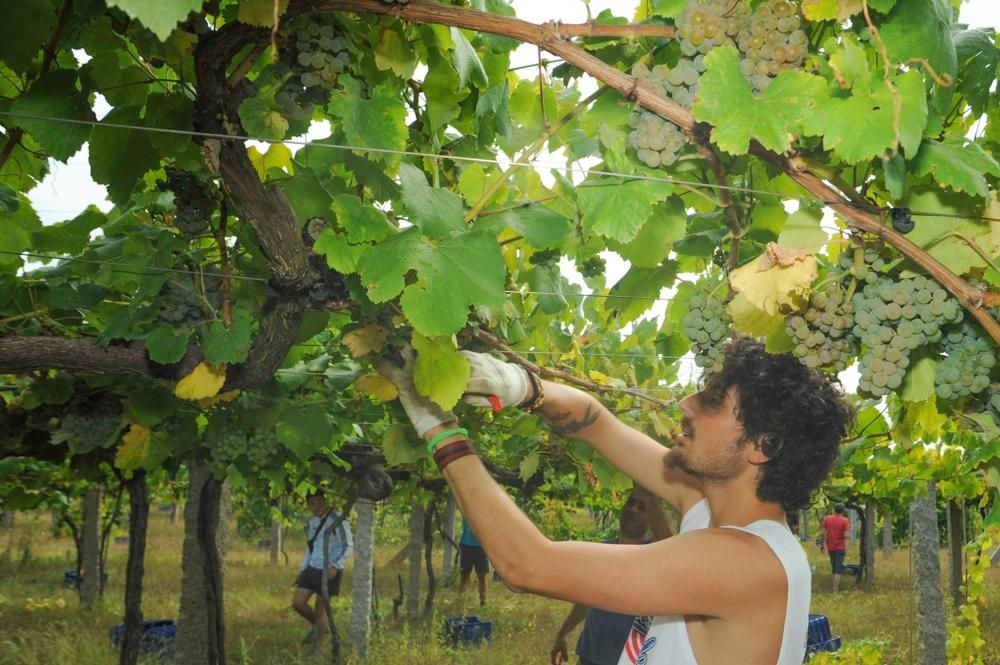 La vendimia de 2017 está lanzada