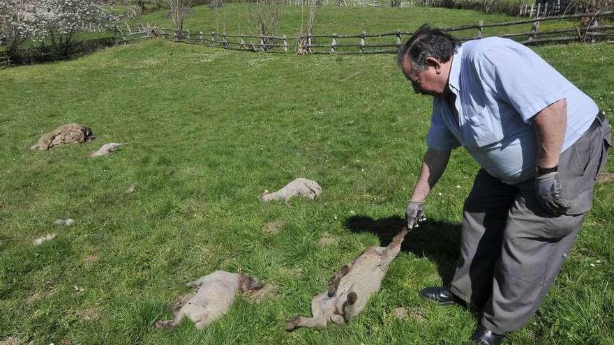 El casín Abelardo Miguel Aladro, tras el ataque de lobos en el que perdió seis de sus ovejas.