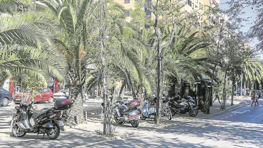 Un bulevar con acacias en Virgen de Guadalupe