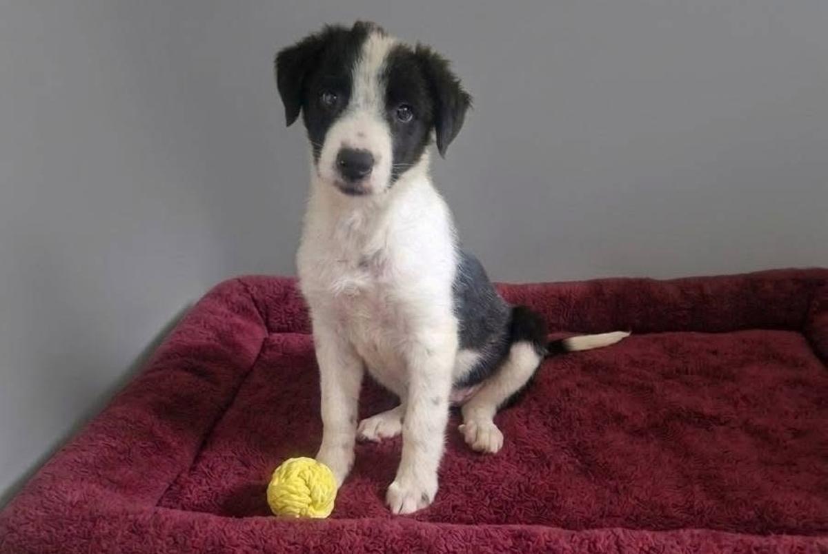 Flash, un nuevo cachorro en el Refugio de San Jorge.
