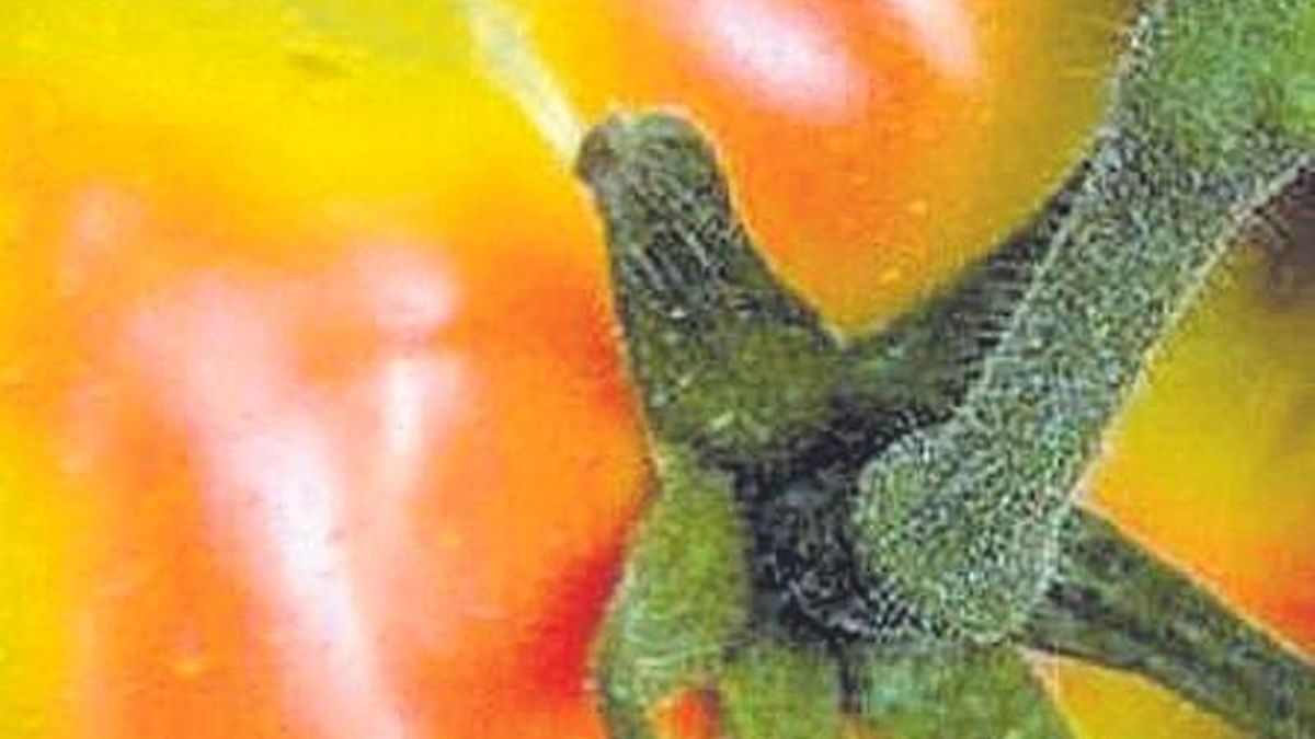 Tomate rugoso afectado por el virus