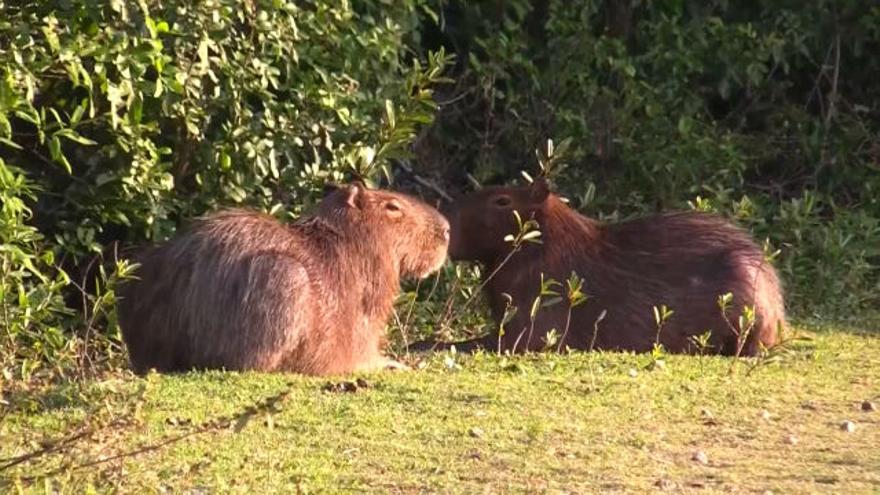 Alerta máxima: Los campos de golf de Brasil se llenan de animales salvajes a causa de la pandemia