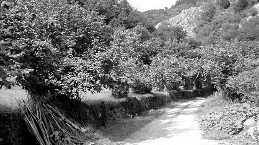 Avellanos en los bordes de unas fincas.