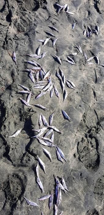 Aparecen 1.000 kilos de peces muertos en las playas del Sur