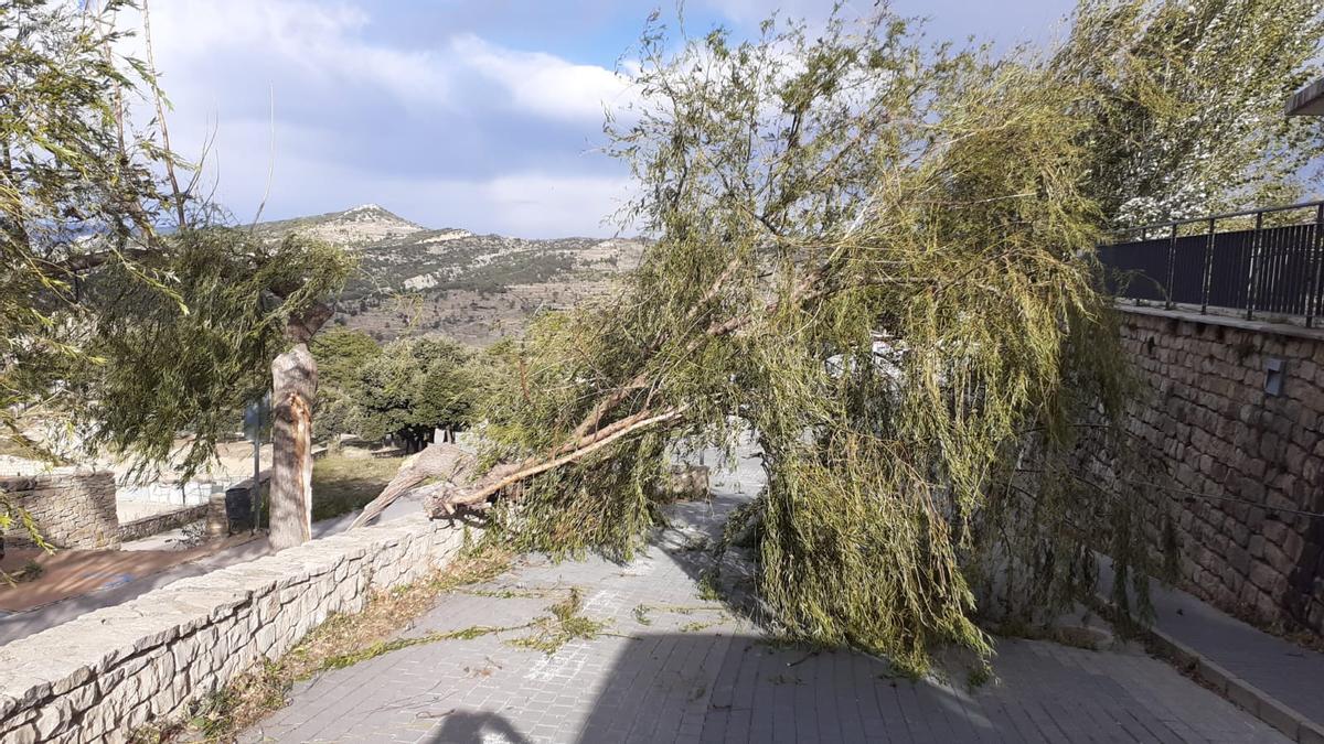 El arbolado ha sufrido daños en localidades como Morella