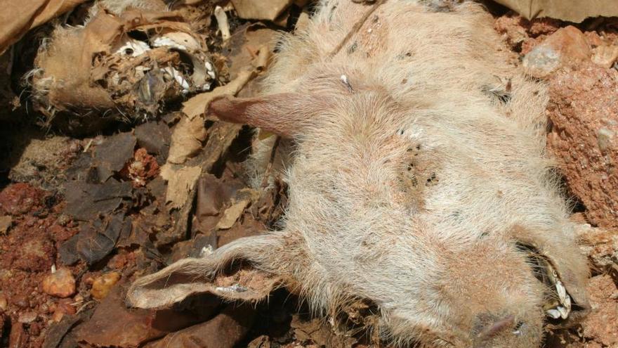 Animal muerto en el campo