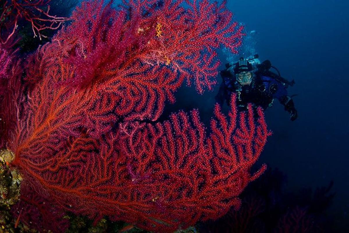 Las gorgonizas sufren el calentamiento del mar