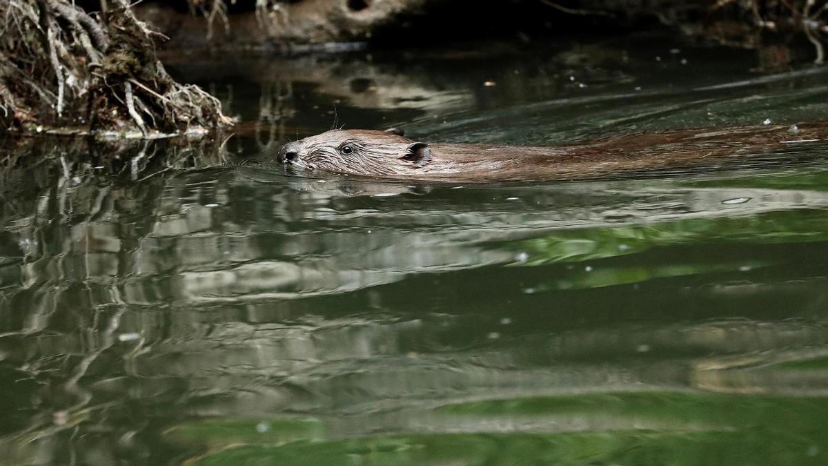 El castor acelera su avance por la cuenca del Ebro y se detecta por primera vez en Catalunya