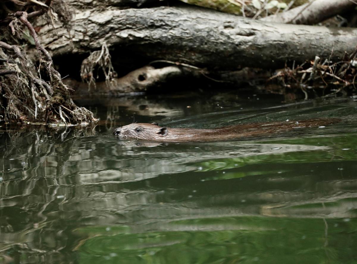 Un castor se introduce en las aguas del rio Arga, en la comarca de Pamplona, tras alimentarse de las cortezas. Foto archivo