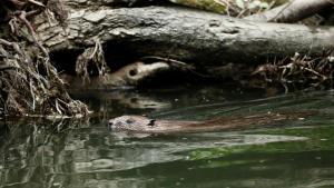 Un castor se introduce en las aguas del rio Arga, en la comarca de Pamplona, tras alimentarse de las cortezas. Foto archivo