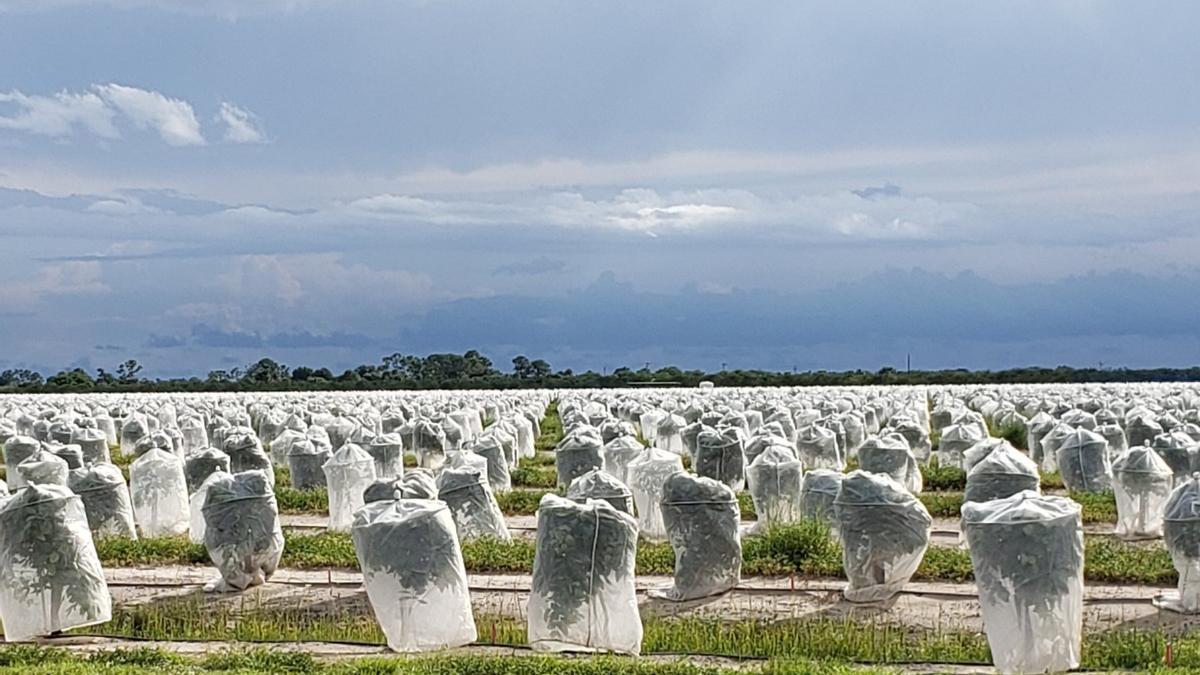 Árboles protegidos contra plagas.