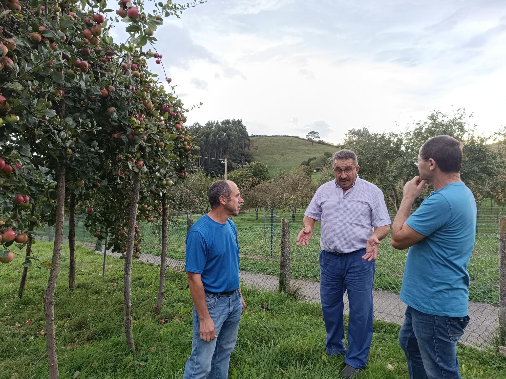 Las pomaradas de Muñó, el tesoro de Asturias