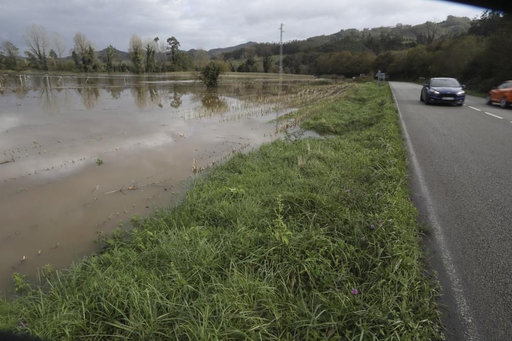 El río Nalón desbordado a su paso por Pravia y Quinzanas