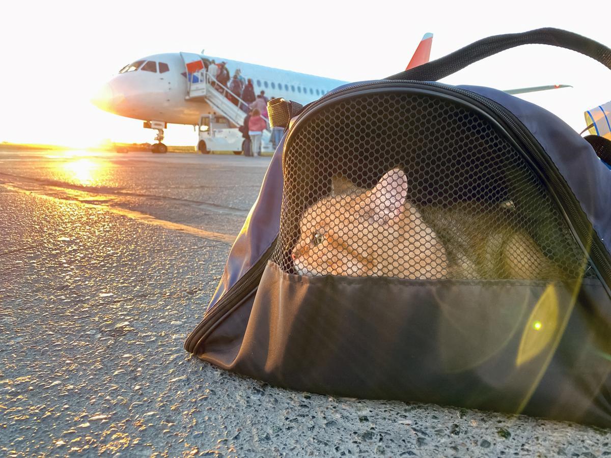 Los expertos saben que los viajes pueden ser traumáticos para algunas razas, si no se toman las debidas precauciones.