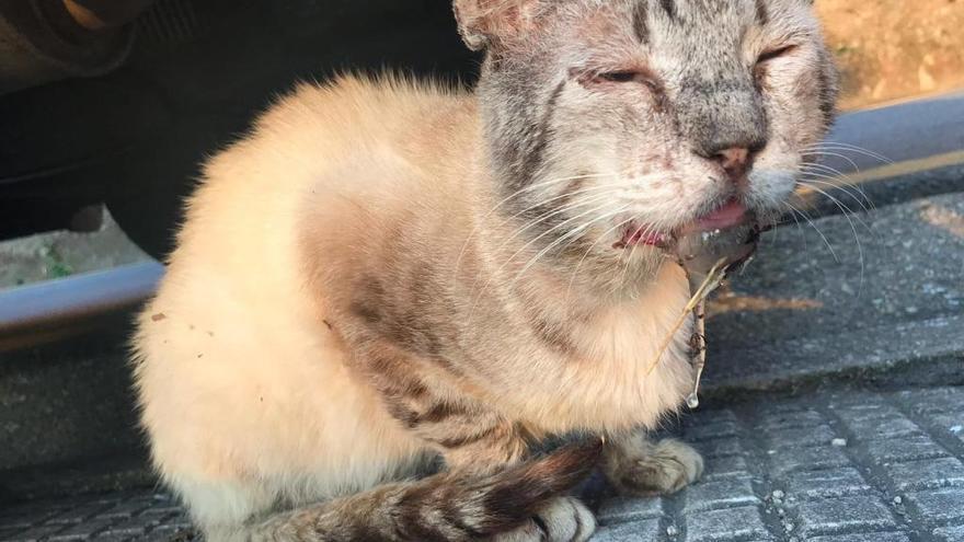 El gato Ernesto es una de las últimas incorporaciones de Difusión Felina.