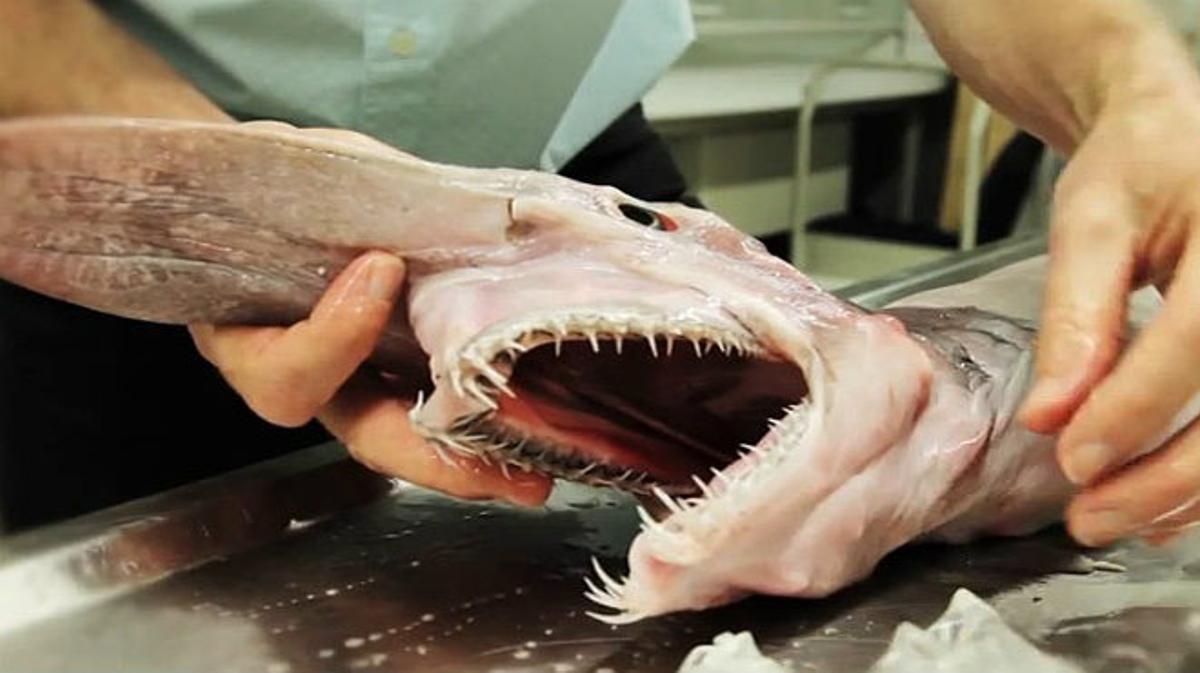 El tauró follet habita en aigües molt profundes i és una espècie prehistòrica.