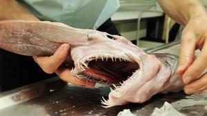 El tauró follet habita en aigües molt profundes i és una espècie prehistòrica.