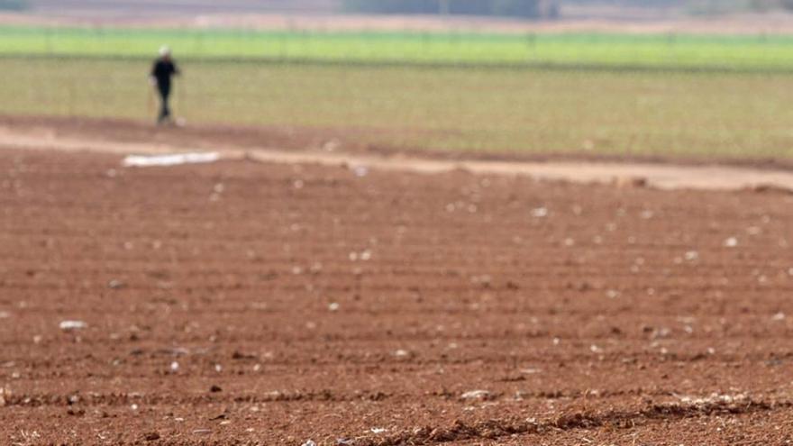 Una plantación con técnicas tradicionales.