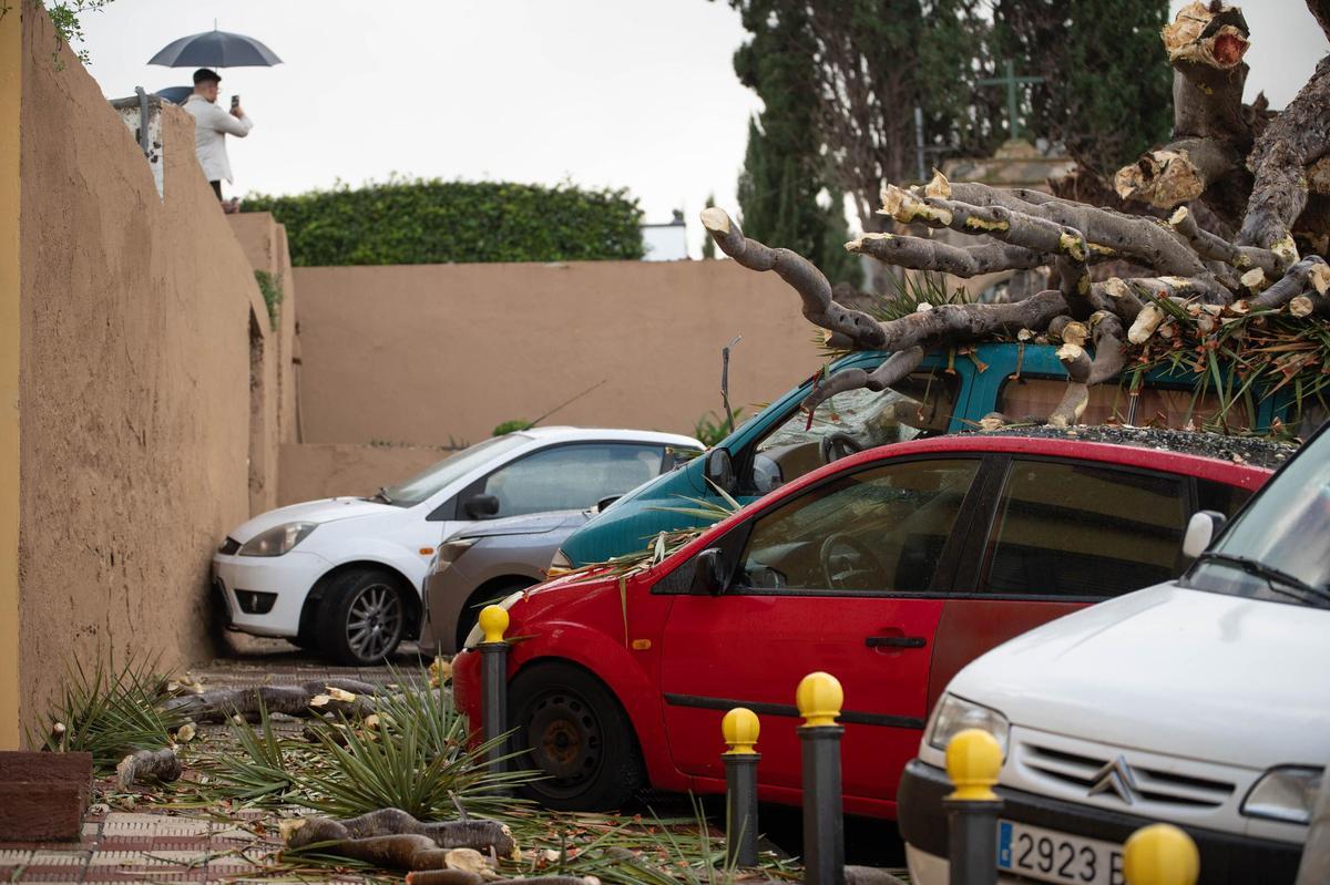 Drago de San Francisco, en Los Realejos, caído por el temporal
