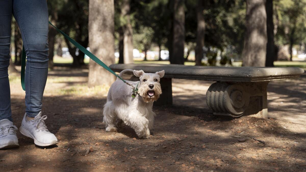 Sanciones en Pozuelo de Alarcón por no limpiar y recoger los excrementos caninos