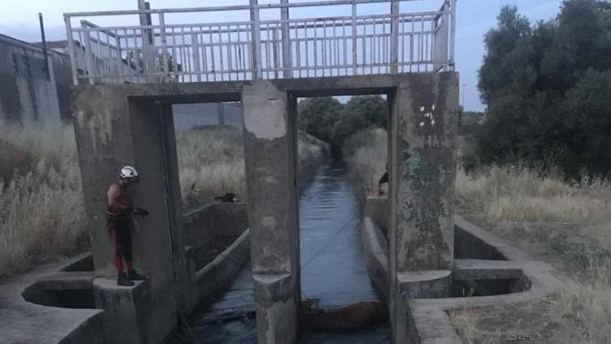 Los bomberos rescatan a una vaca que había caído en el canal del Guadalmellato