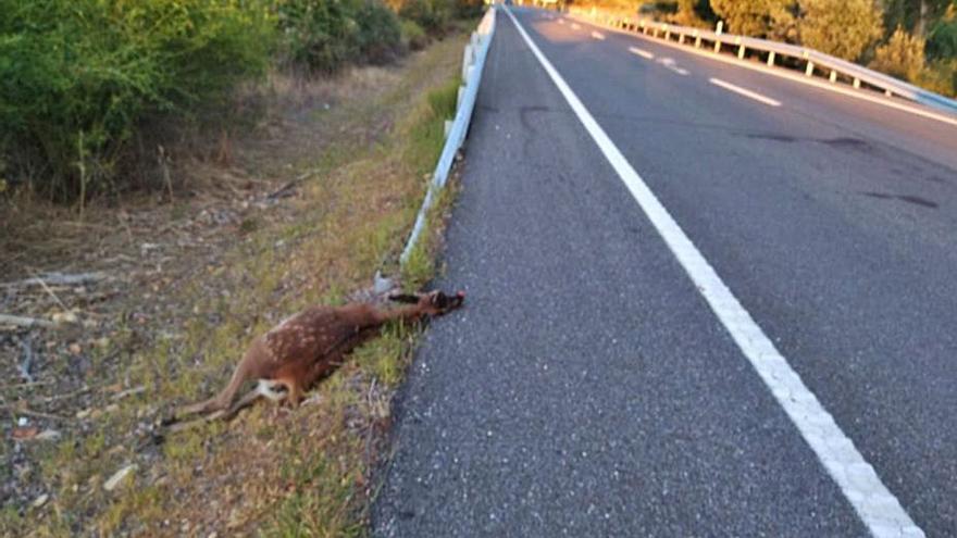 Un animal muerto en la cuneta de la N-525 a su paso por Junquera. | E. P. |  E. P.