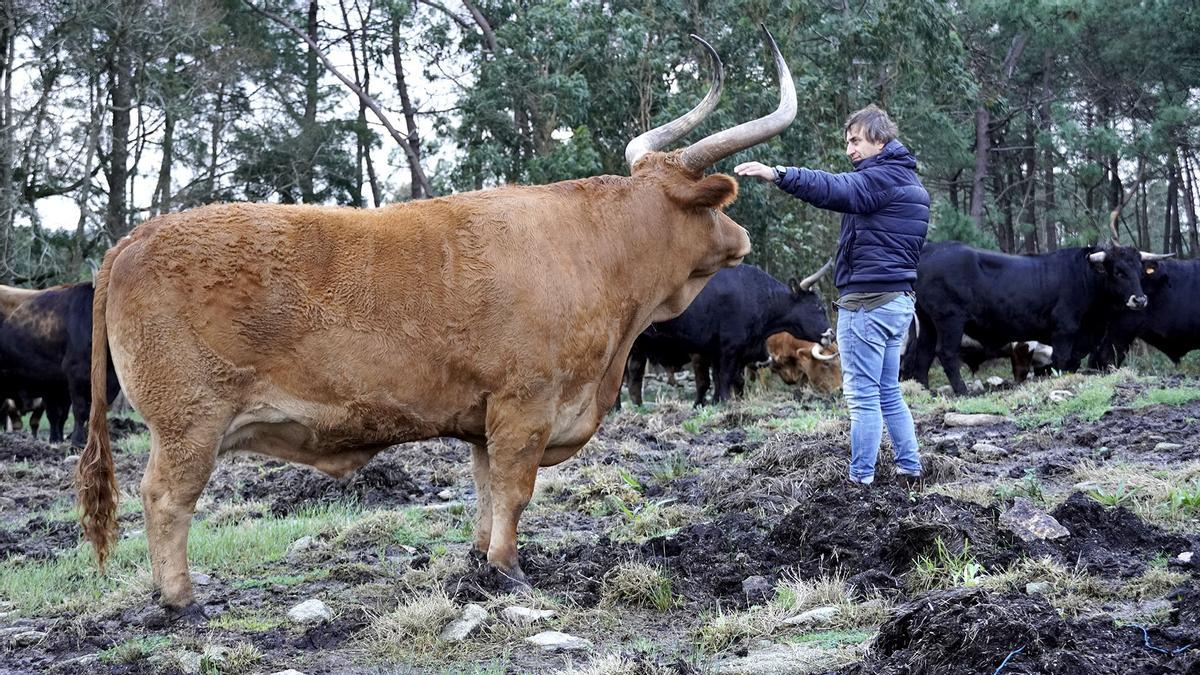 José Portas, ante un buey de raza rubia gallega.