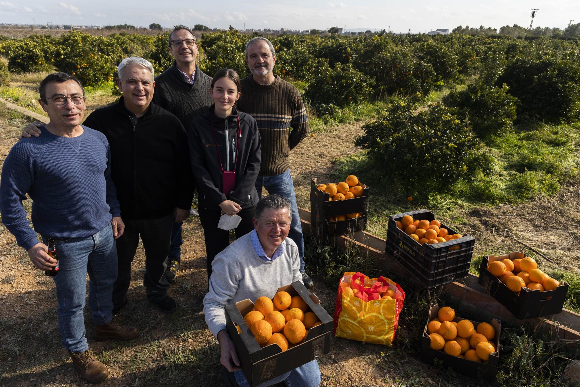 Un grupo de amigos de Benifaió han ido a recoger naranjas