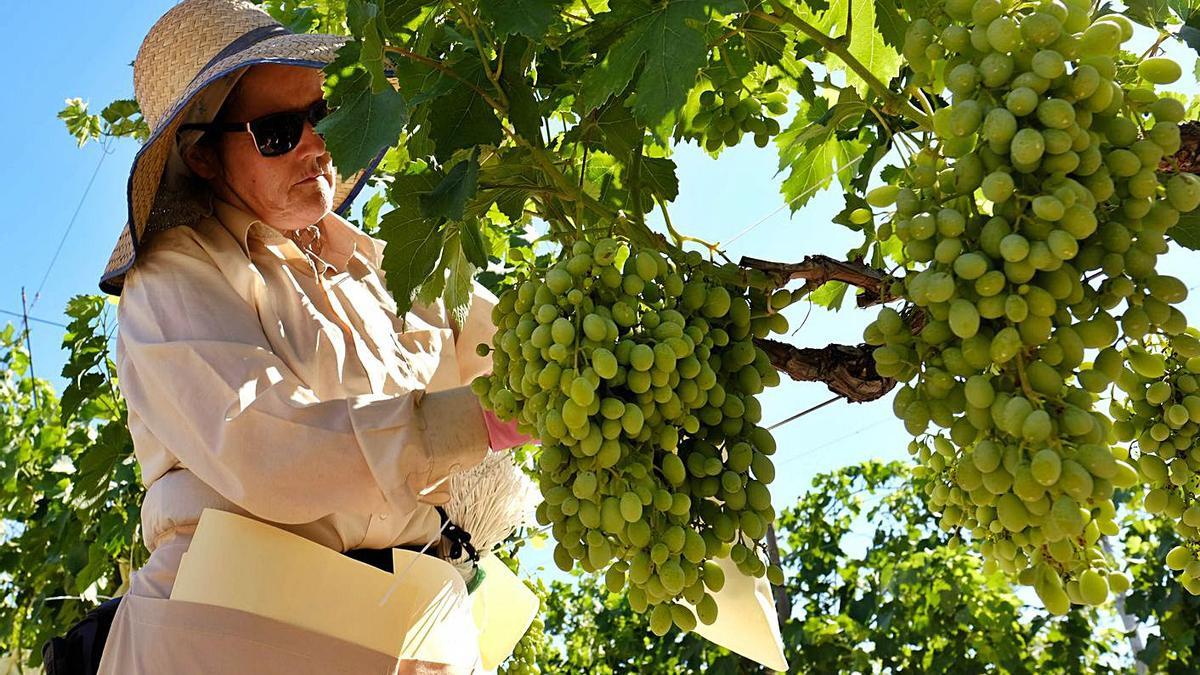 La uva del Vinalopó, la granada mollar de Elche y el turrón de Jijona forman parte del juego. | A. ÁLVAREZ/A. AMORÓS/J. RUIZ