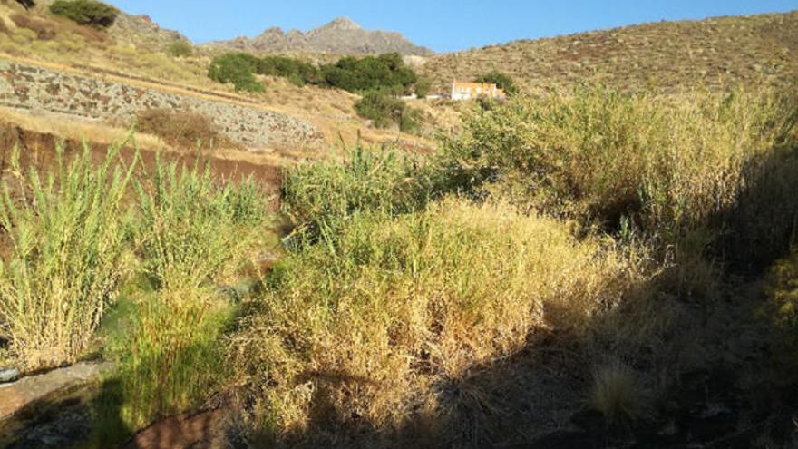 Imagen de archivo del barranco de Las Huertas.