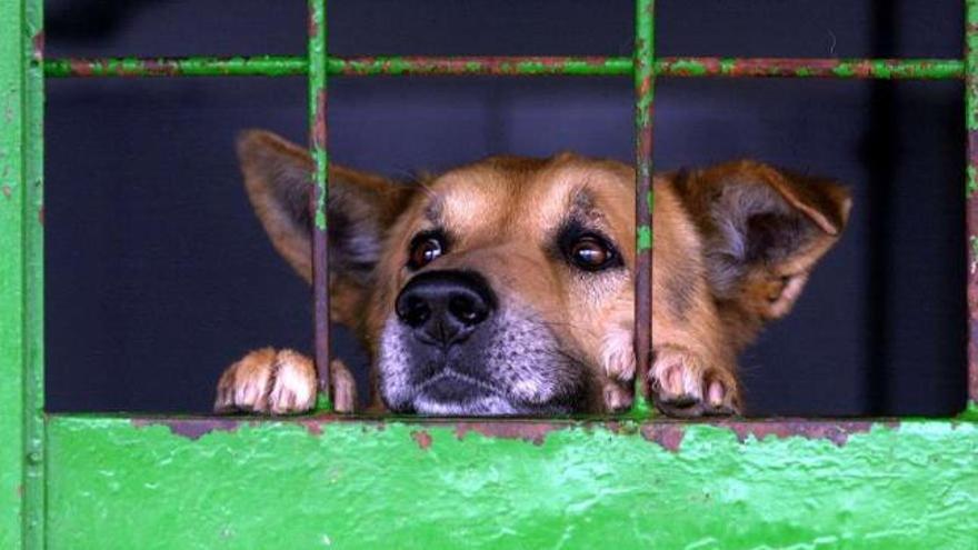 Un perro se asoma en su celda de la perrera municipal de A Coruña. / aguete