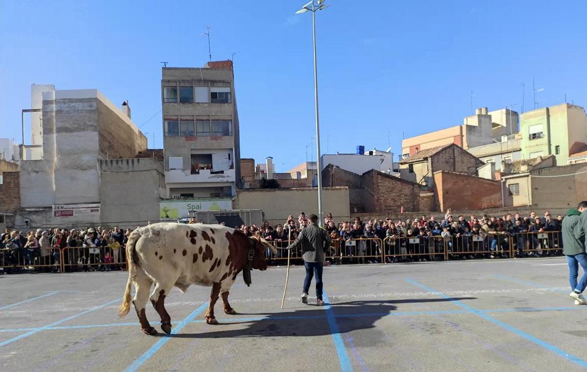 La asociación Jóvens del Bou organizó en la terraza Payà la ‘cagà del manso’ con éxito de público.