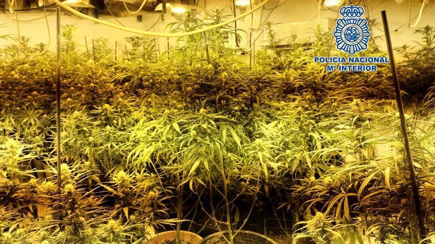 Intervenidas más de 1.000 plantas de marihuana en una zona chabolista de Torre del Mar