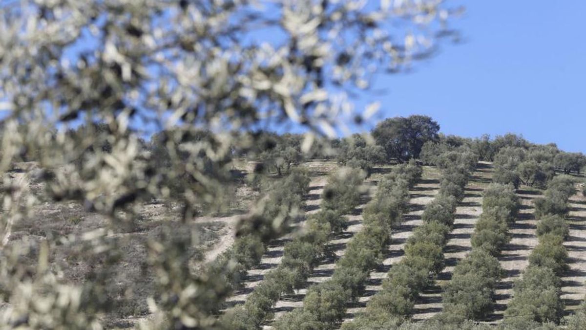 El olivar ha sido uno de los cultivos que más se ha beneficiado de las lluvias de primavera.