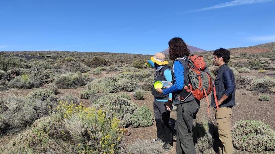 Teide National Park Faces Biodiversity Loss as Climate Change Drives Faunal Homogenization