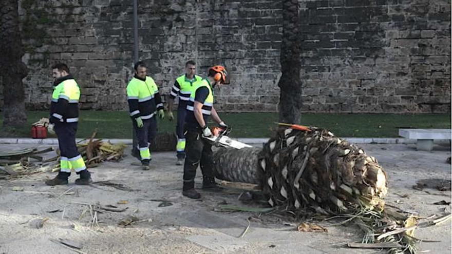 Operarios retiran las siete palmeras derribadas por el viento en el Paseo Sagrera