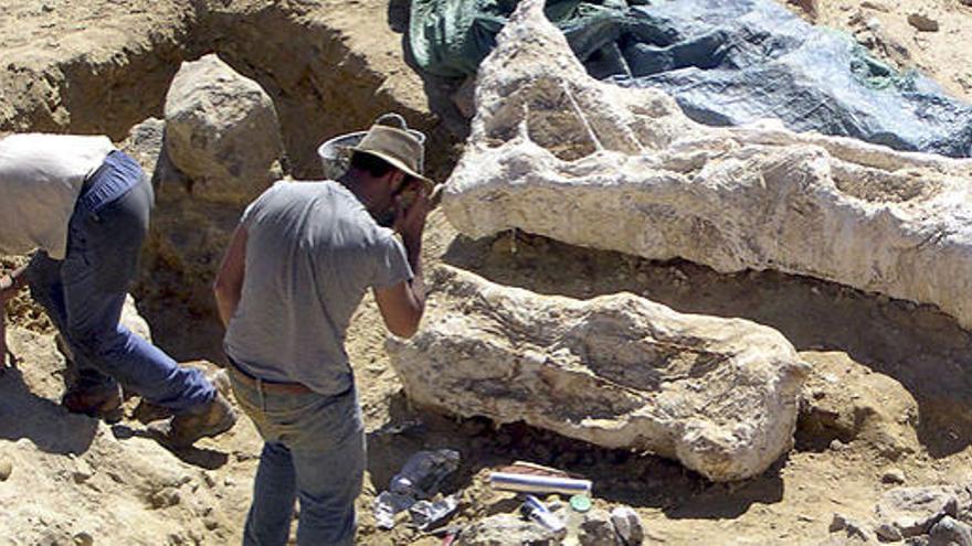 Hallan en Teruel el fémur de dinosaurio más grande de Europa