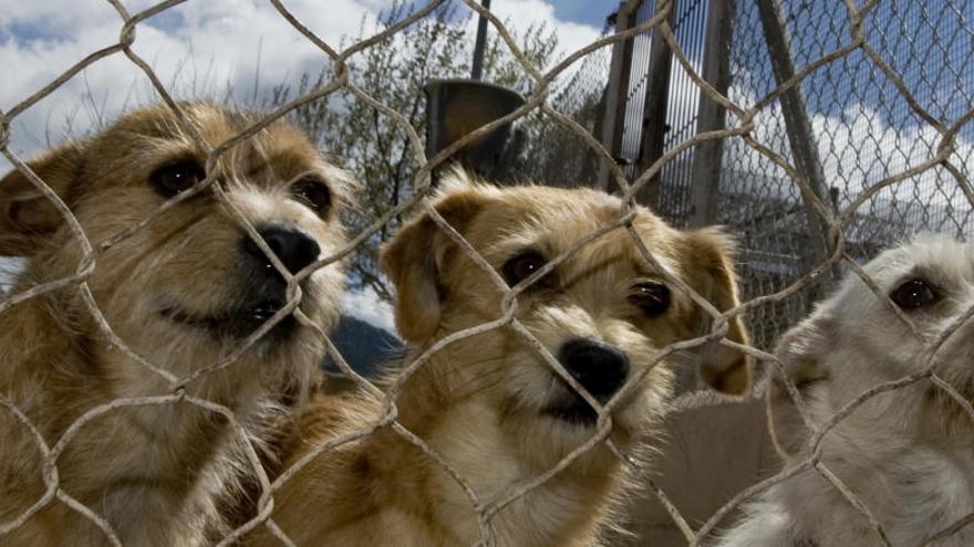 Torrevieja quiere prohibir la venta de perros y gatos en tiendas